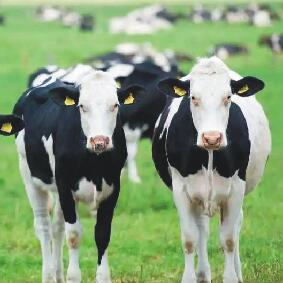 智能畜牧養殖系統